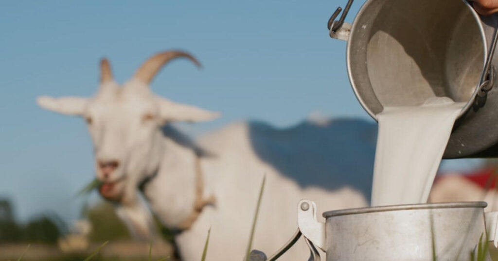 Goat Milk Benefits For Skin