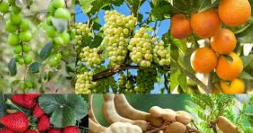 Summer Tips For Health